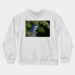 Belted Kingfisher - female (Ceryle alcyon) Crewneck Sweatshirt